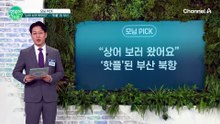 부산 북항에 상어 출몰! 2만 명 몰려 핫플 되다