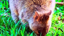 24K HDR 120FPS Wild Kingdom Dolby Vision OLED Black Level Test (8K 4K Video)