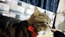 過去の自分の声が気になるシフォン