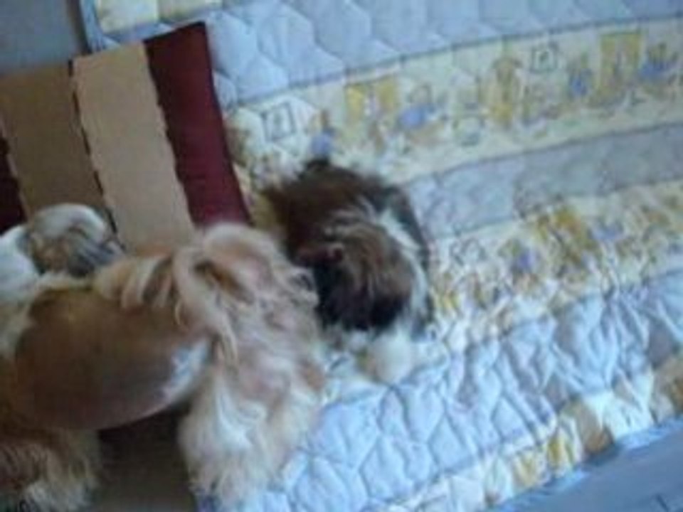Vidéo 043