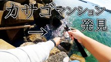 穴の奥で良型カサゴ連発　2日間の穴釣りで見つけたカサゴマンション