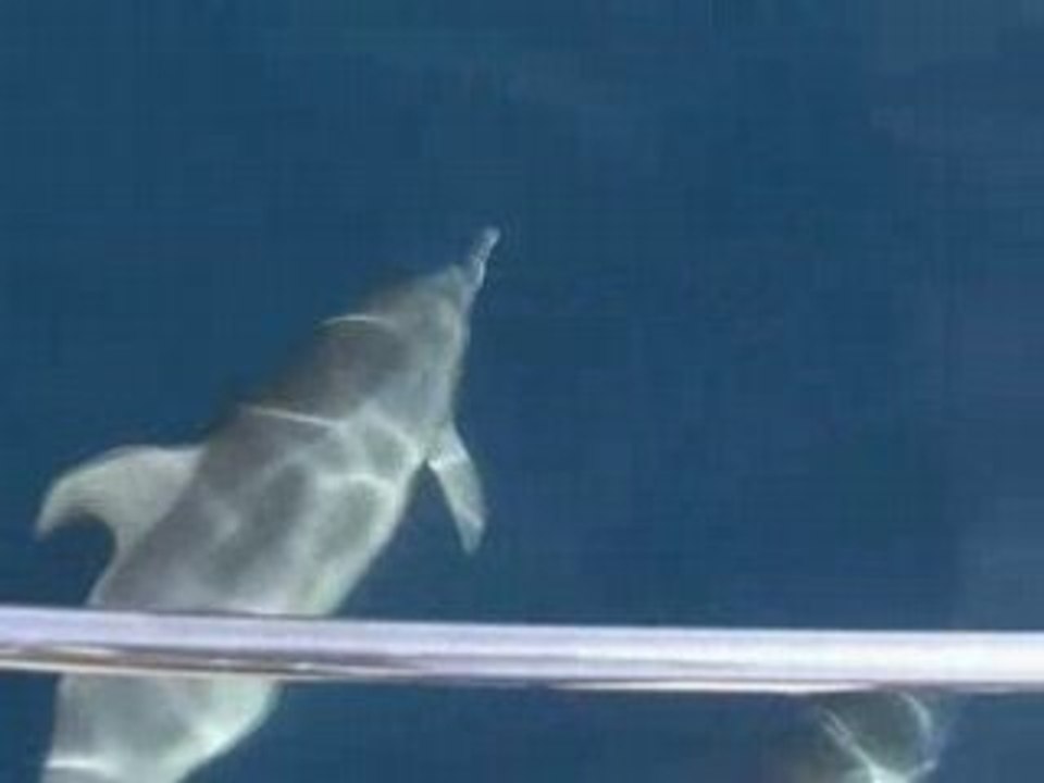dauphins dalmates