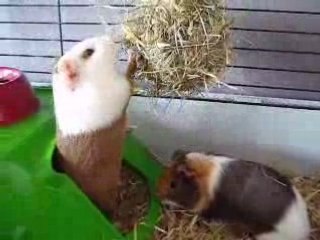 lulu et lili