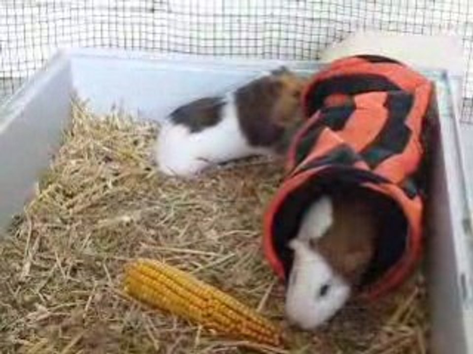 lulu et lili