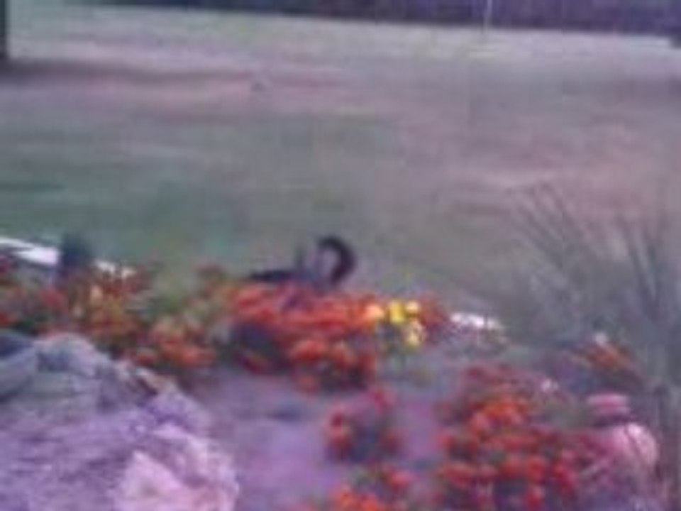 MON ADORABLE ROTTWEILER