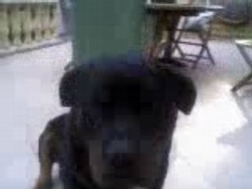 MON AMOUR DE ROTTWEILER 2