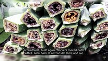 One Company Used Bananas to Own a Country — Then Nature Struck Back