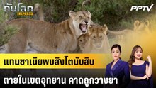 แทนซาเนียพบสิงโตนับสิบตายในเขตอุทยาน คาดถูกวางยา|ทันโลก EXPRESS | 22 ก.ย. 69