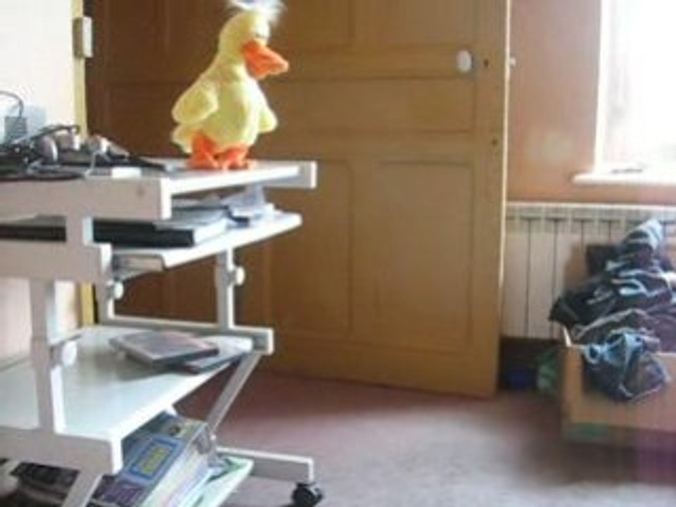 Duck Suicide