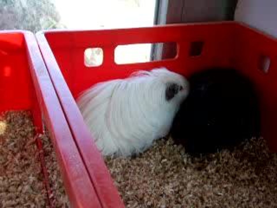 Schoko et Liesele
