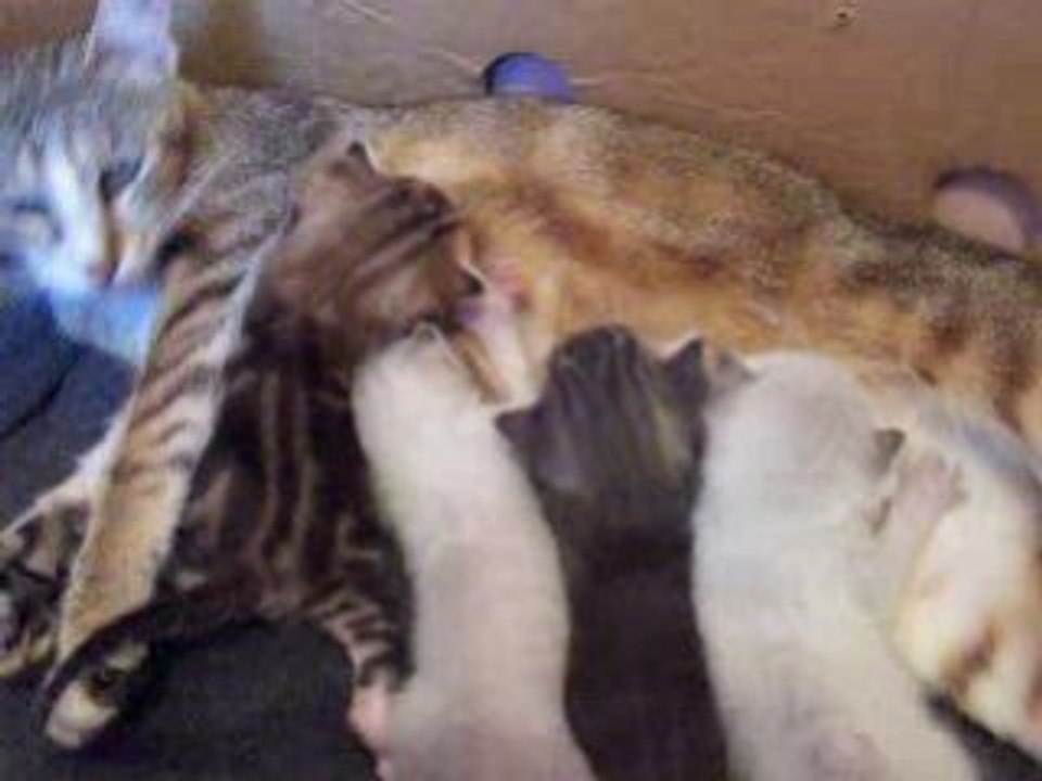CABRIOLE ET SES CHATONS 2