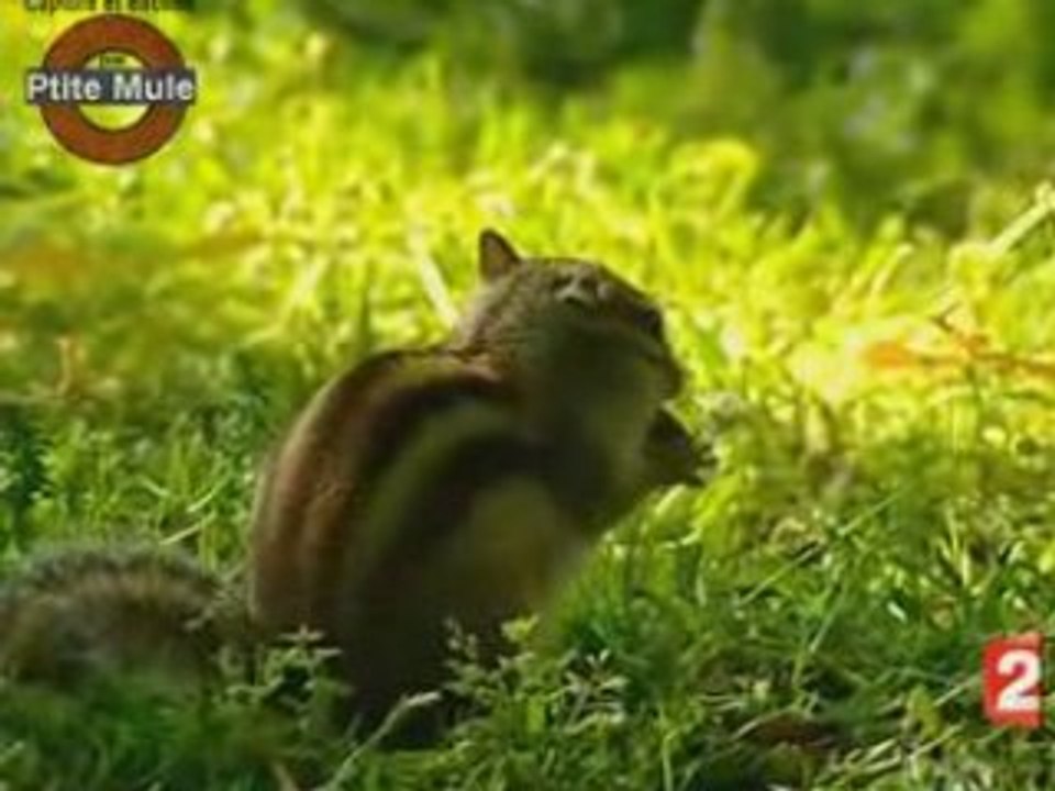 L'invasion des écureuils de Corée