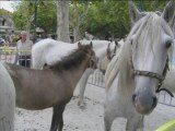 CHEVAUX DE CAMARGUE