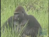 Wildlife Conservation Society Finds Mother Lode of Gorillas