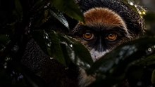 🐒 Singe de Brazza : le primate au visage le plus surprenant ! 😍🌿