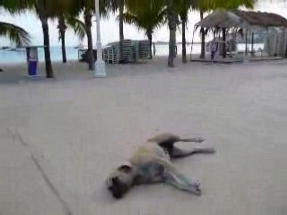 Faune locale à Philipsburg, Saint Martin