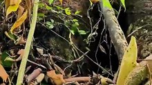 The Wild Honey Hunt That Changed Everything