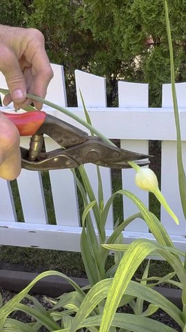 Why You Should Remove Garlic Scapes