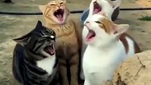 cat funny video 😂😂😂_foreveryone _foryou