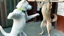 Funny cats