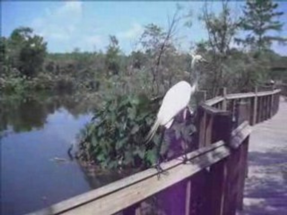 Global Resorts Network | Vacationing with Steph and Brian