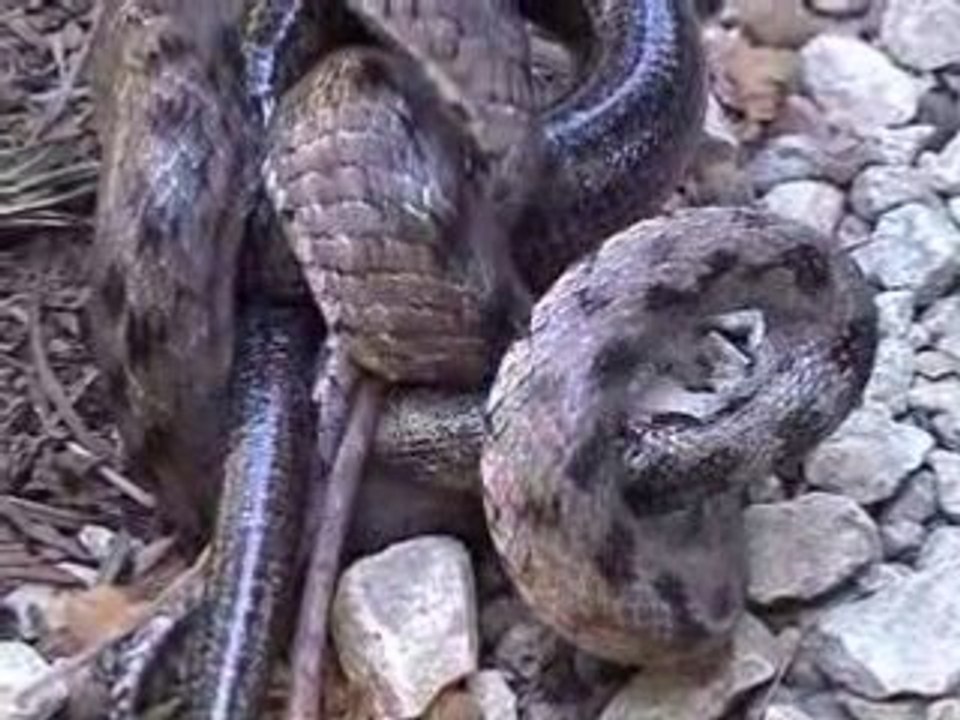 La nature en Ardèche