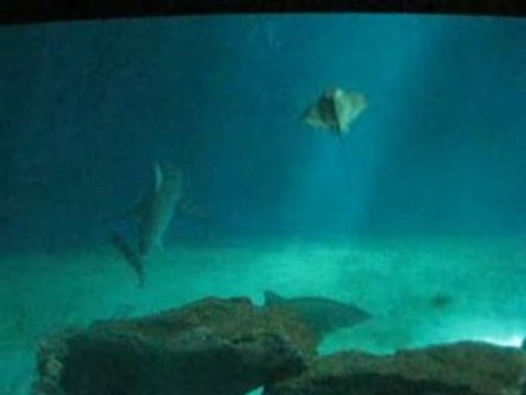 Acquario di Genova: video squali razze
