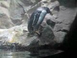 Acquario di genova: video pinguini 2