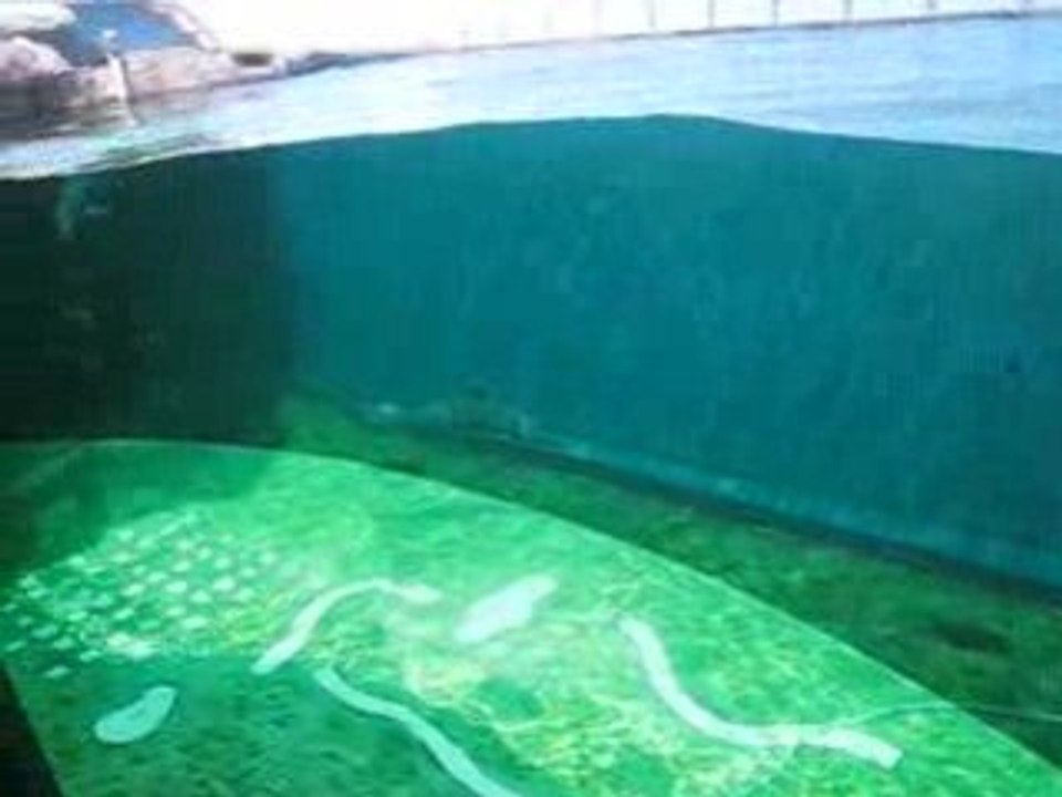 Acquario di Genova: video delfini4
