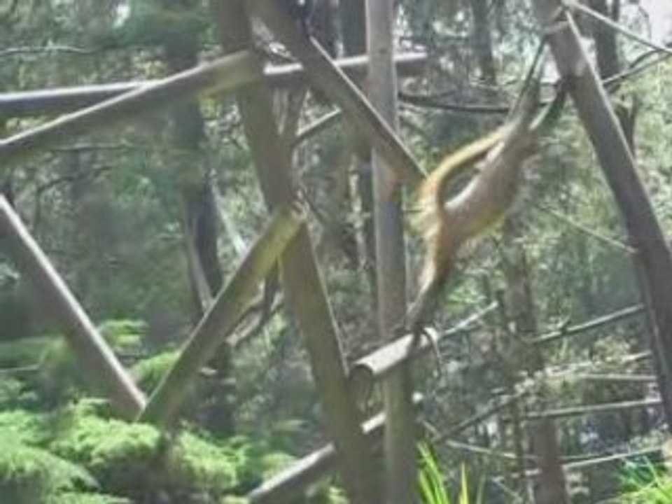 Zoo de jurques