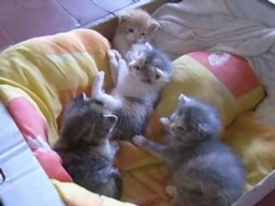 Les minimoun's