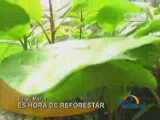 ES HORA DE REFORESTAR  - TINGO MARÍA