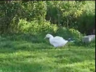 L'ESPERANCE FOLLE ISABELLE AUBRET