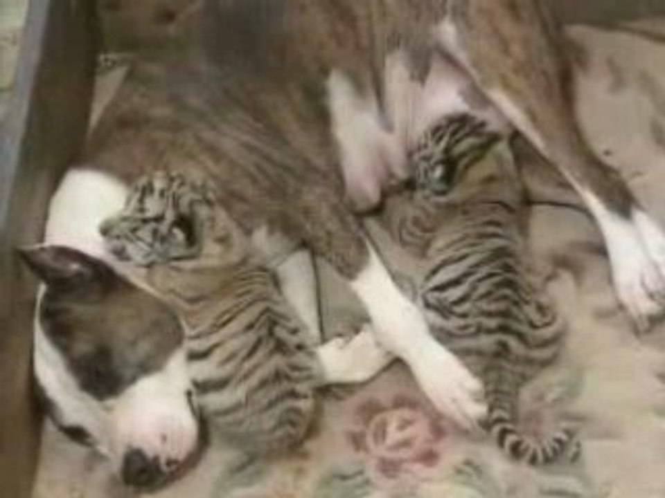 Pit Bull adota tigres