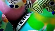 🚨 NÃO SOLTE O PERIQUITO-AUSTRALIANO! 🦜 VOCÊ PODE ESTAR COLOCANDO A VIDA DELE EM RISCO
