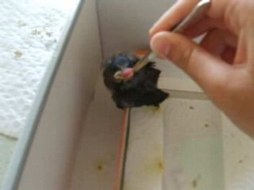 Nourrissage bébé hirondelle tombée du nid