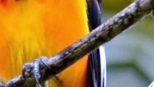 CORRUPIÃO: VOCÊ SABIA QUE ESSA AVE É PRATICAMENTE EXCLUSIVA DO BRASIL? 🇧🇷😱  Hashtags: #Corrupiao #AvesDoBrasil #CuriosidadesAnimais