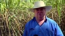 Wide Bay mill seeking Federal support as it spirals into debt