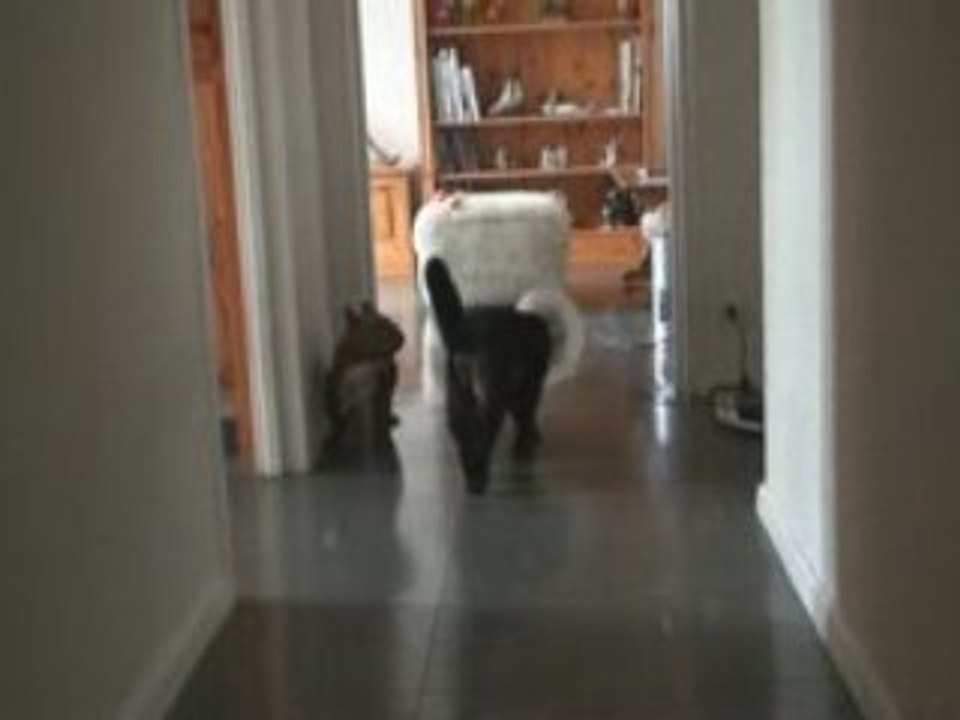 Nina avec collerette