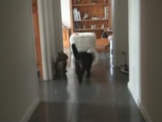 Nina avec collerette