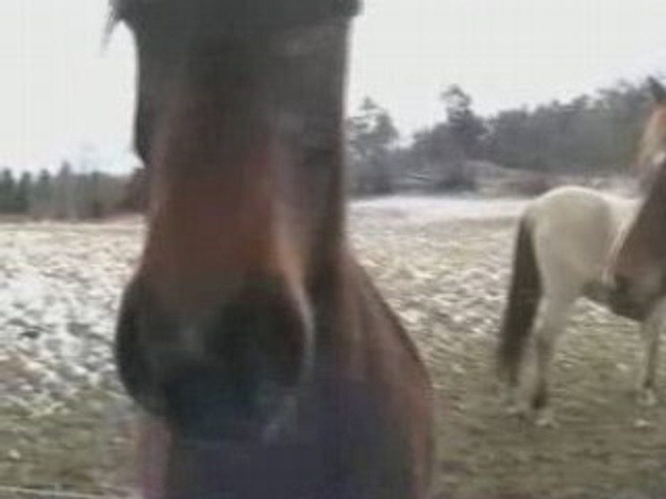 Chevaux-neige_0001