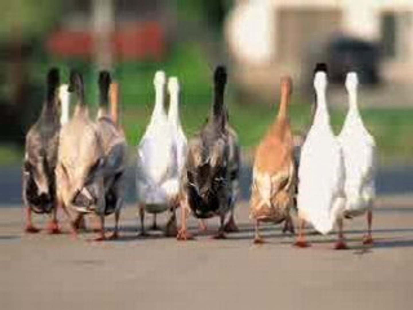 Cute Farmed Animals