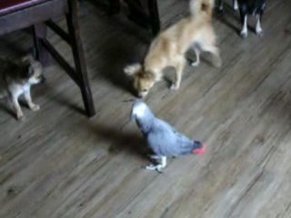 Douguy n'aime pas ananas non plus