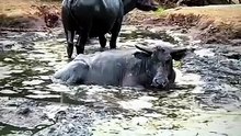 5 Fakta tentang Savana Mausui di NTT yang Disebut Afrika-nya Indonesia