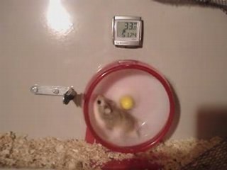 Video drole Hamster super rapide sur Todoo humour