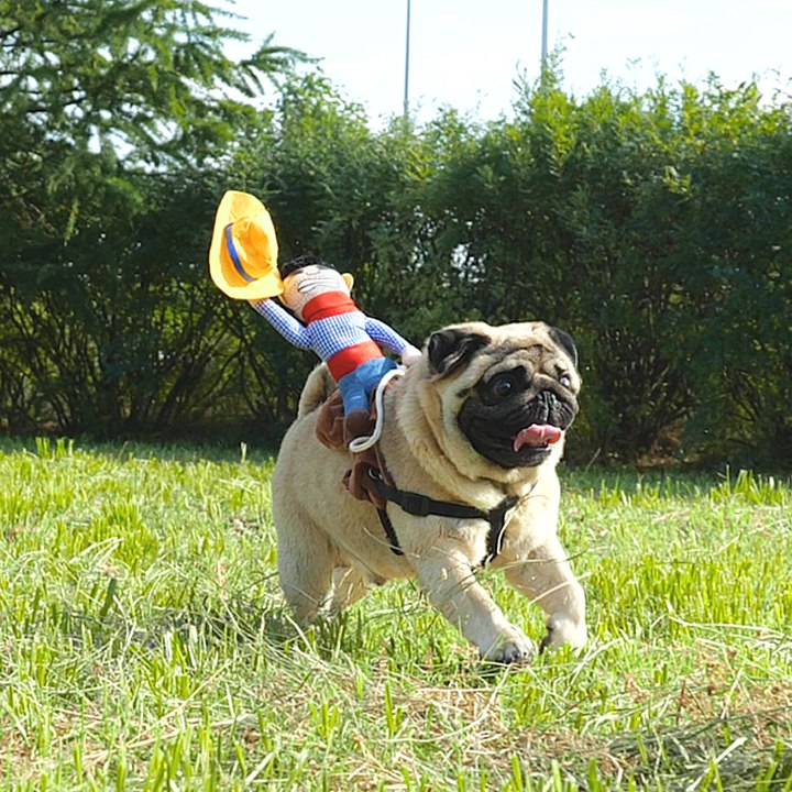 Must-See Funny Dog Gadgets and Toys for Epic Playtime