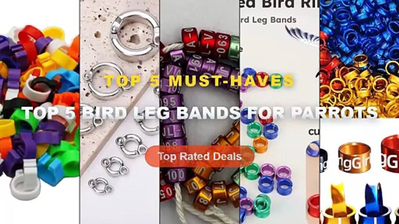 Amazing Top 5 Bird Leg Bands For Parrots You Need To See - Custom Bird ...