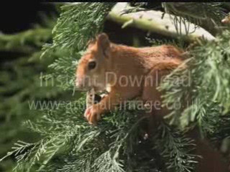 Royalty Free Animal Images with reseller rights