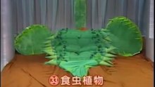 65回33番 食虫植物