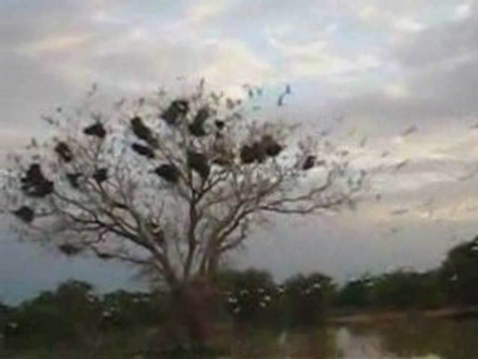 Mali - Arbre a oiseaux